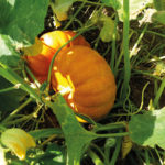 jardin bio tournefeuille