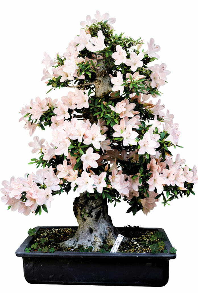 shopping special japon maison deco